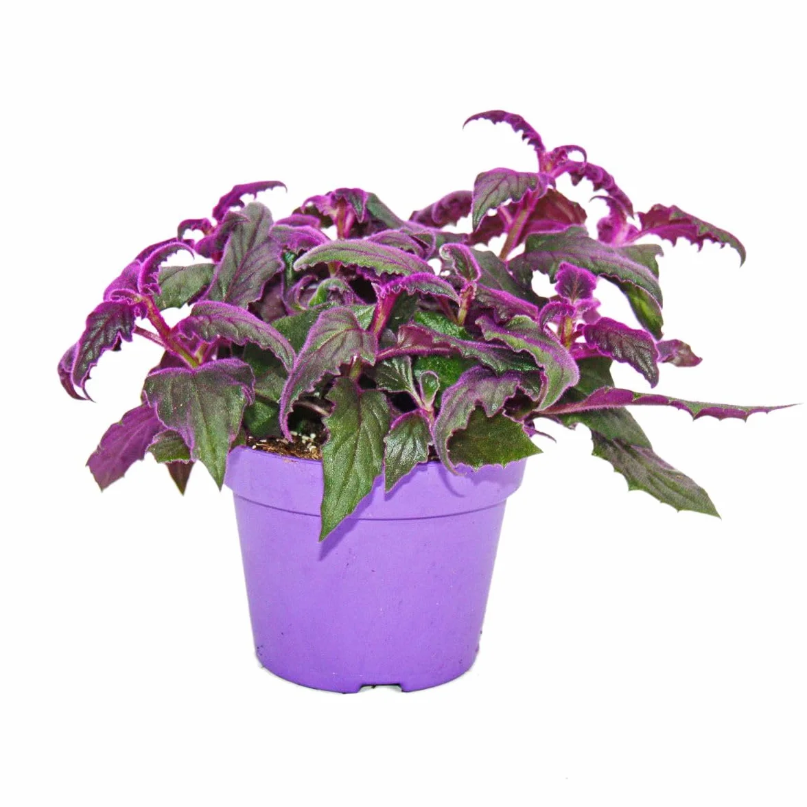 Gynura Purple Passion - Velvet-Leaf - Purple Plant - 12cm doniczka