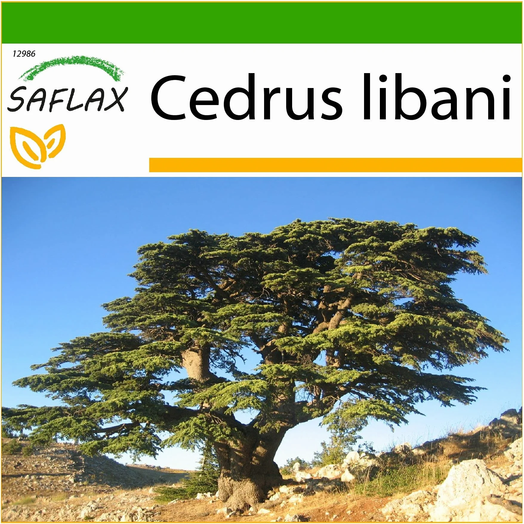 SAFLAX - Liban - Cedr - 20 Nasiona - Z pożywką wolną od zarazków - Cedrus libani