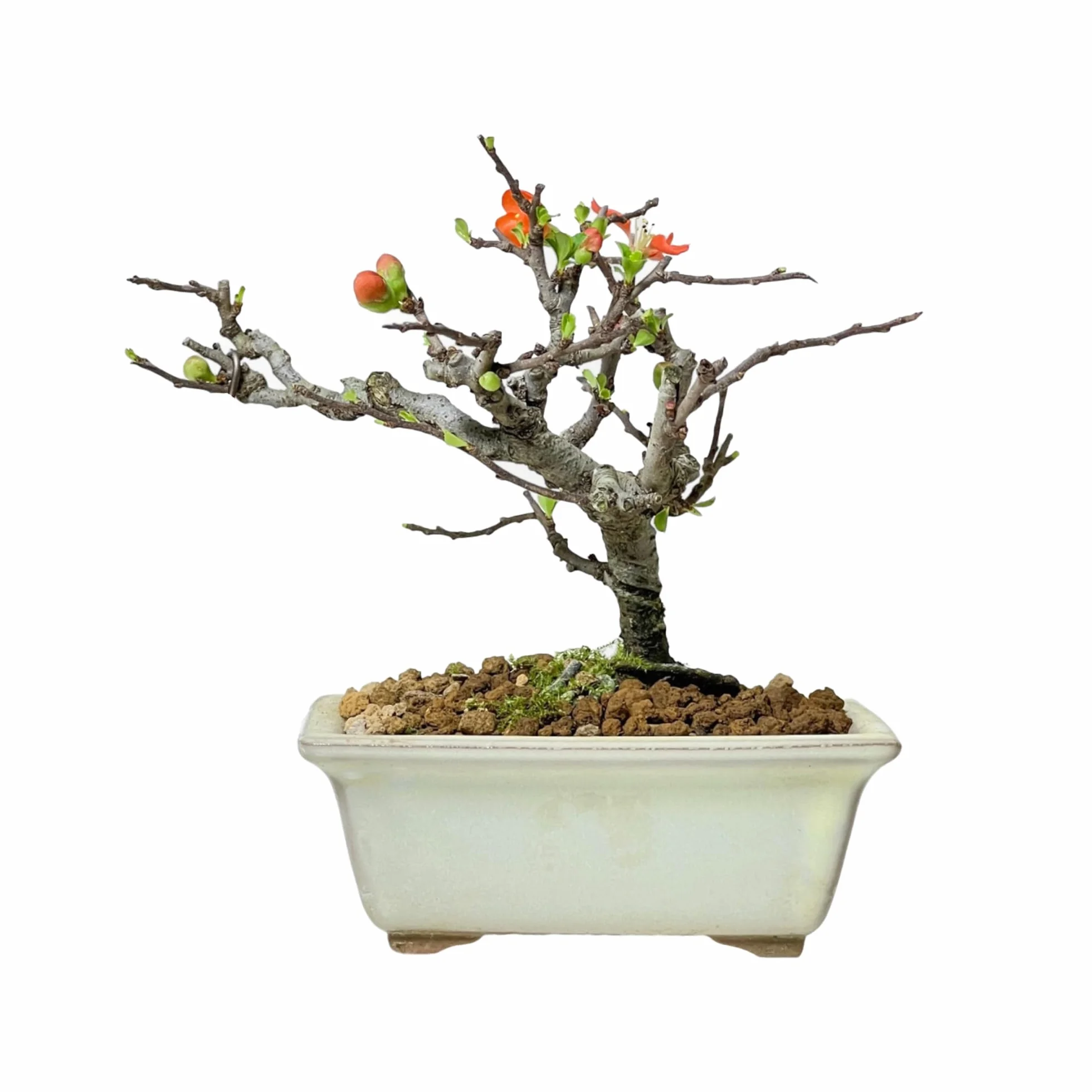 Kalapanta - Akadama do bonsai, HQ Ibaraki ziemia bonsai, 1 l, granulometria 2-5 mm, profesjonalna twarda jakość, japoński granulat wulkaniczny do roślin bonsai, idealna równowaga