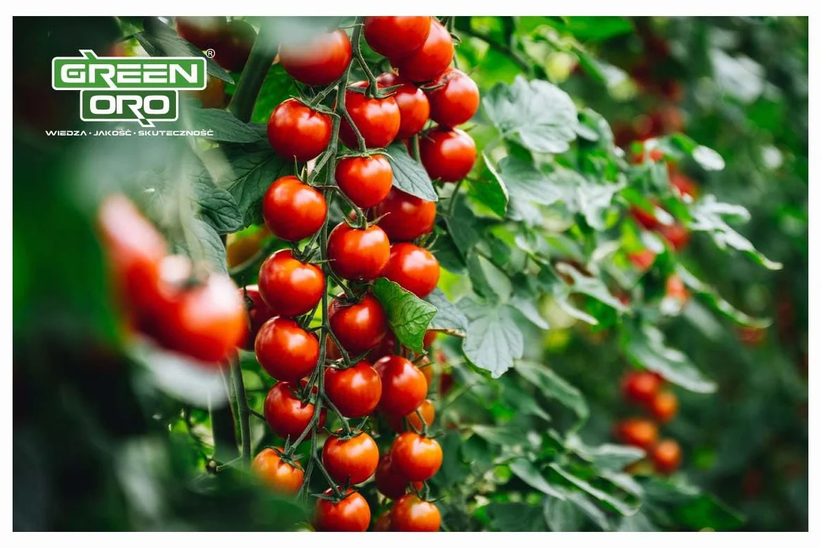 TOMATO POWER 1,5 KG – Specjalistyczny nawóż do pomidorów, papryki, cukinii, bakłażanów, ziemniaków, ogórków i dyni – Długotrwałe działanie do 100 dni