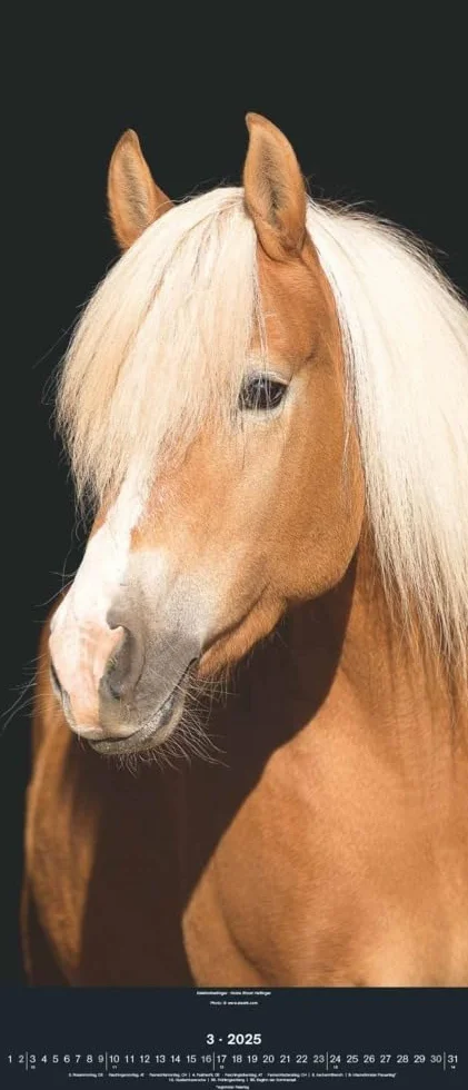 N NEUMANNVERLAGE - Beautiful Horses 2025 Wandkalender, 30x70cm, Kalender mit zwölf grandiosen Pferdeportraits, außergewöhnliche Aufnahmen, Spiralbindung und internationales Kalendarium