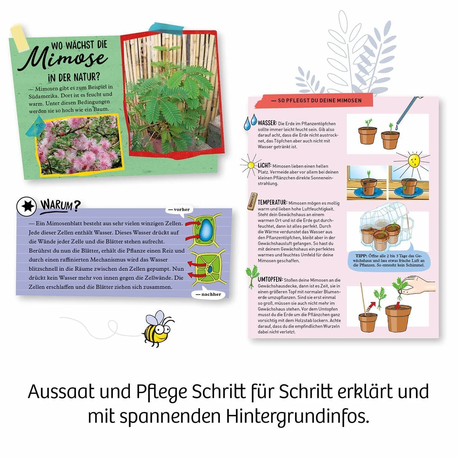 Mimosen-Garten: Experimentierkasten