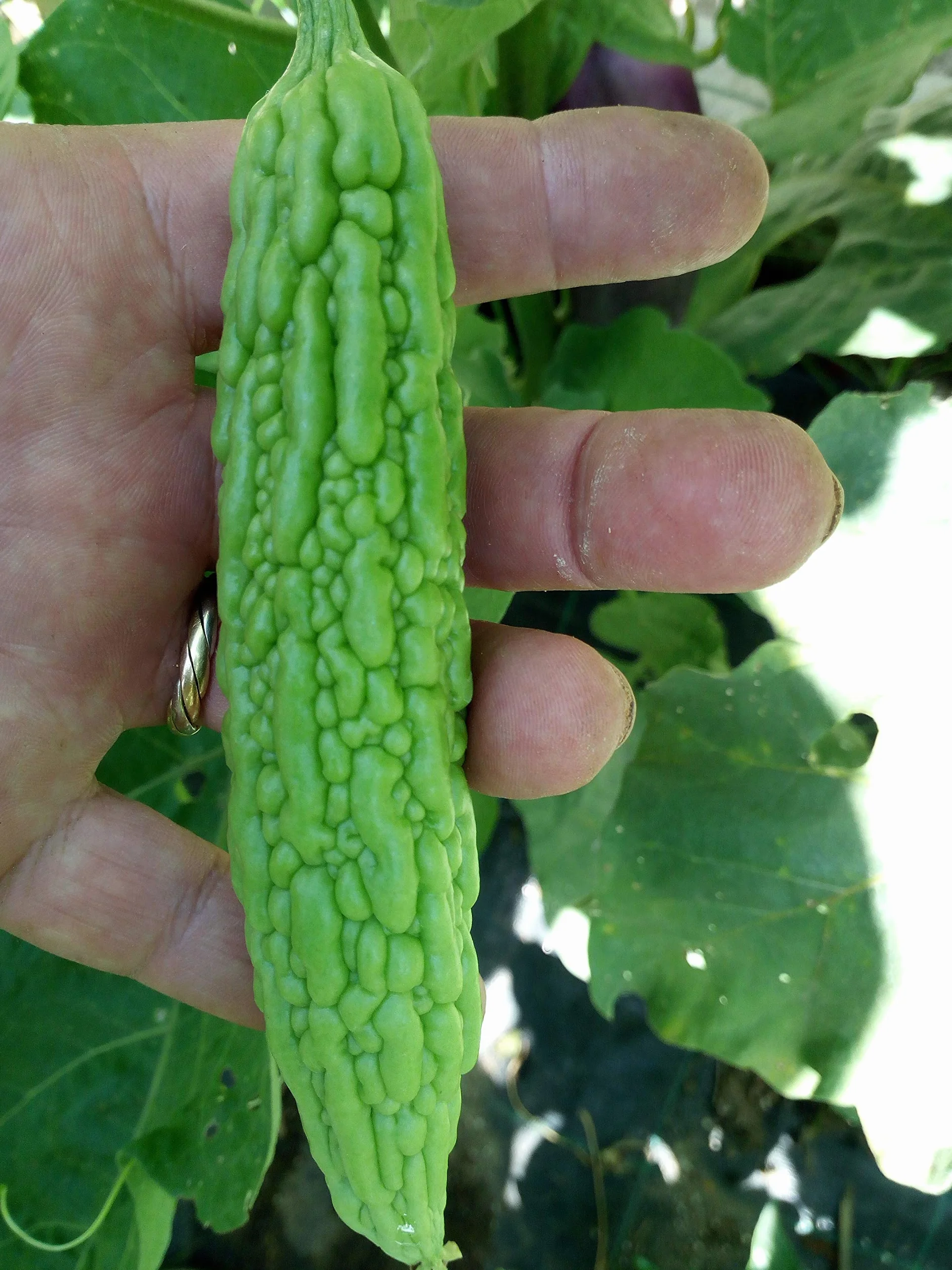 Gorzki melon, gorzki Gourd nasiona - Momordica charantia