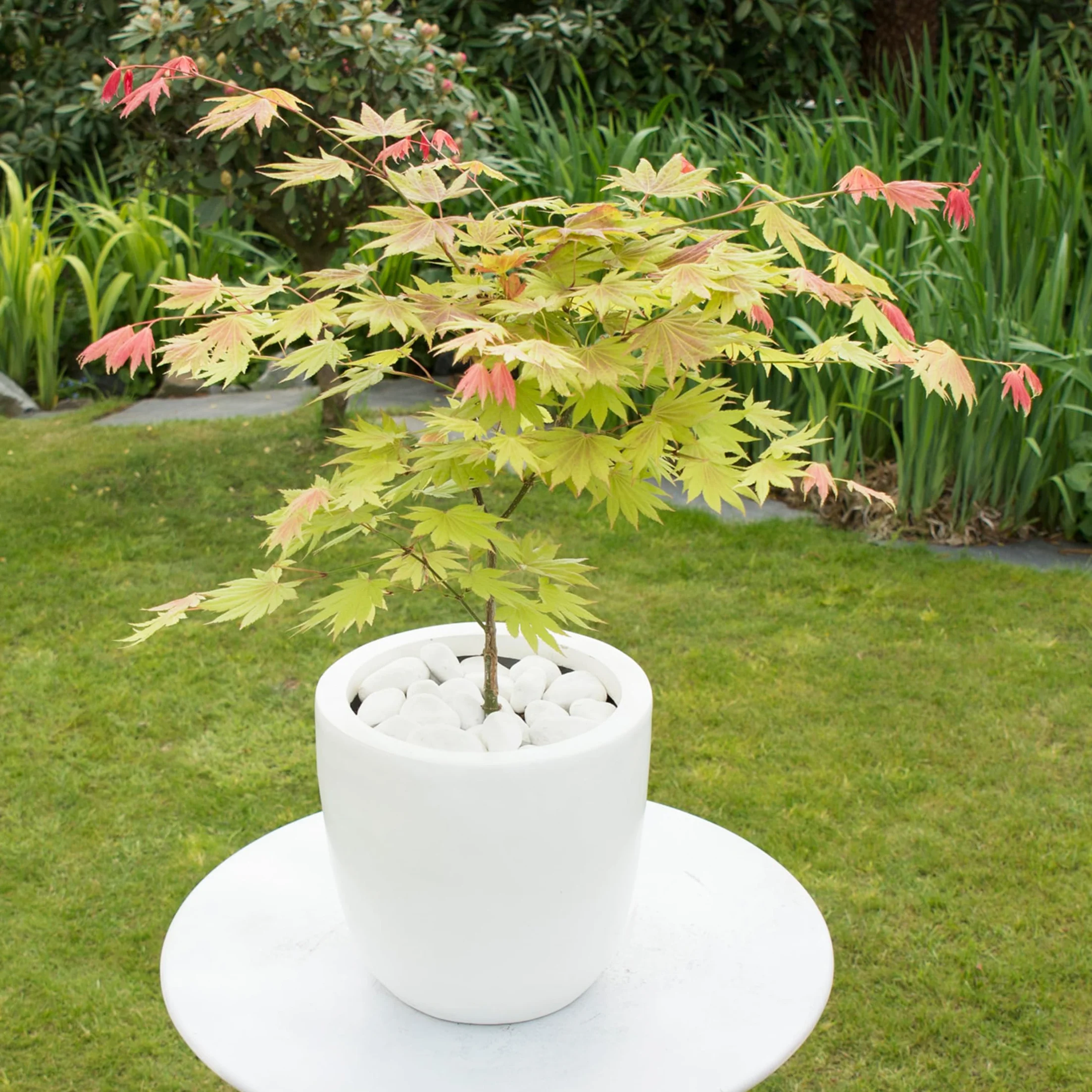 Plant in a Box - Acer palmatum 'Moonrise' - klon japoński Odporny na zimę - Doniczka 19cm - Wysokość 40-50cm