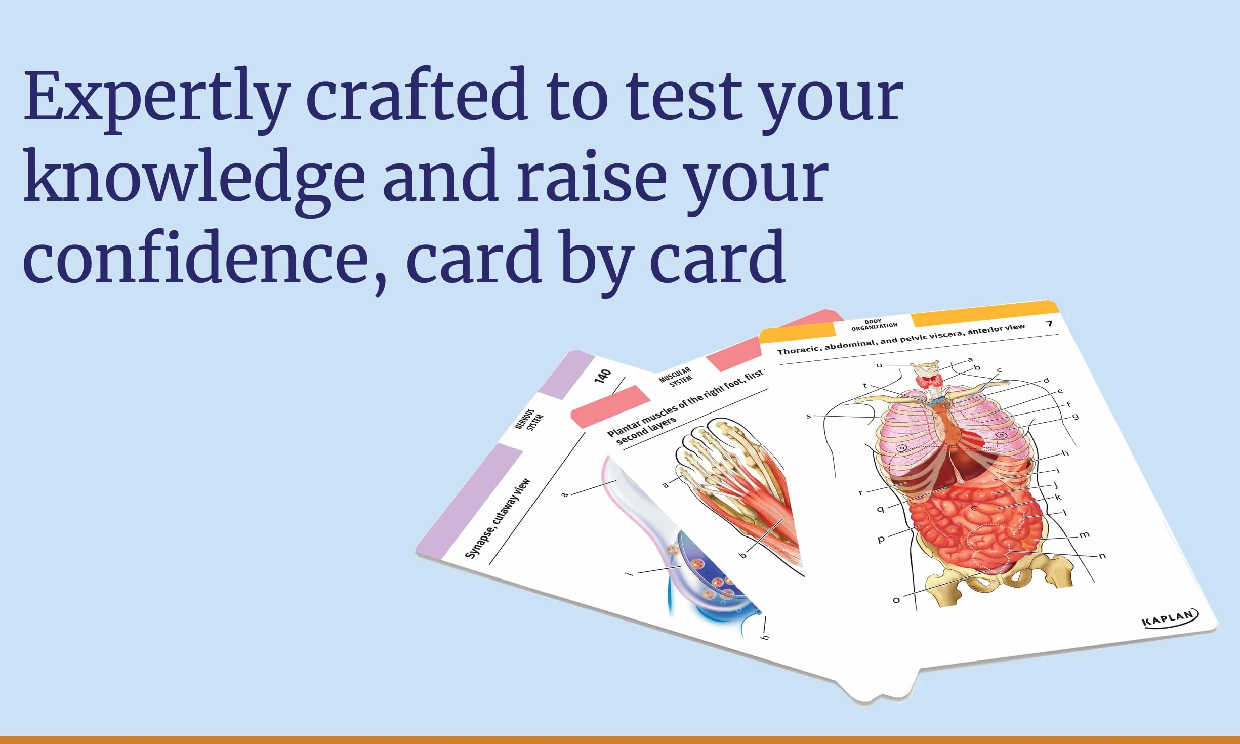 Anatomy Flashcards: 300 Flashcards with Anatomically Precise Drawings and Exhaustive Descriptions