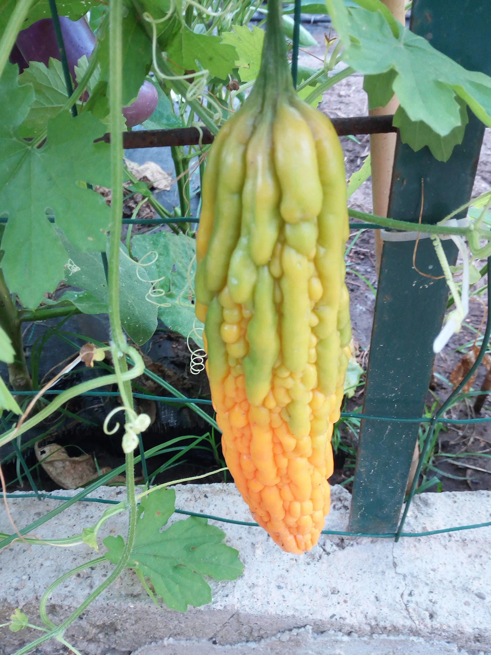Gorzki melon, gorzki Gourd nasiona - Momordica charantia