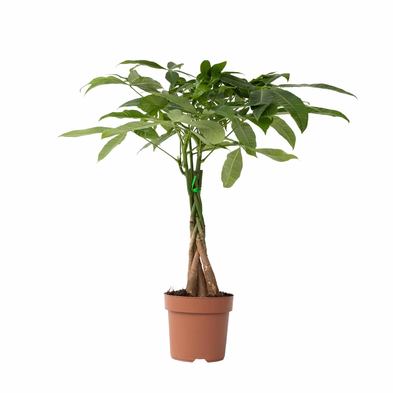 Plant in a Box - Pachira Auatica - Drzewko pieniędzy - Doniczka 17cm - Wysokość 60-70cm