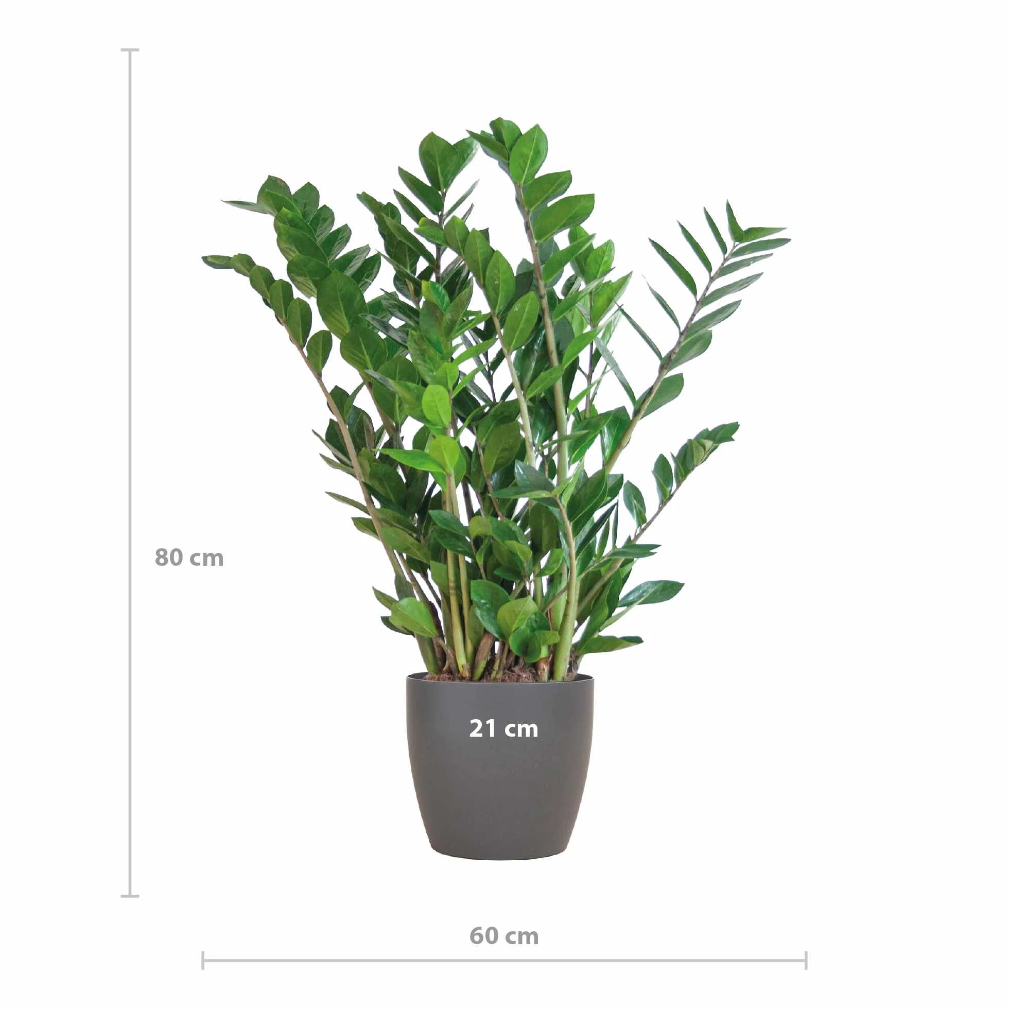 Zamioculcas Zamiifolia z Viber grey - 70-80cm - Ø21cm - Roślina doniczkowa - Zimozielony