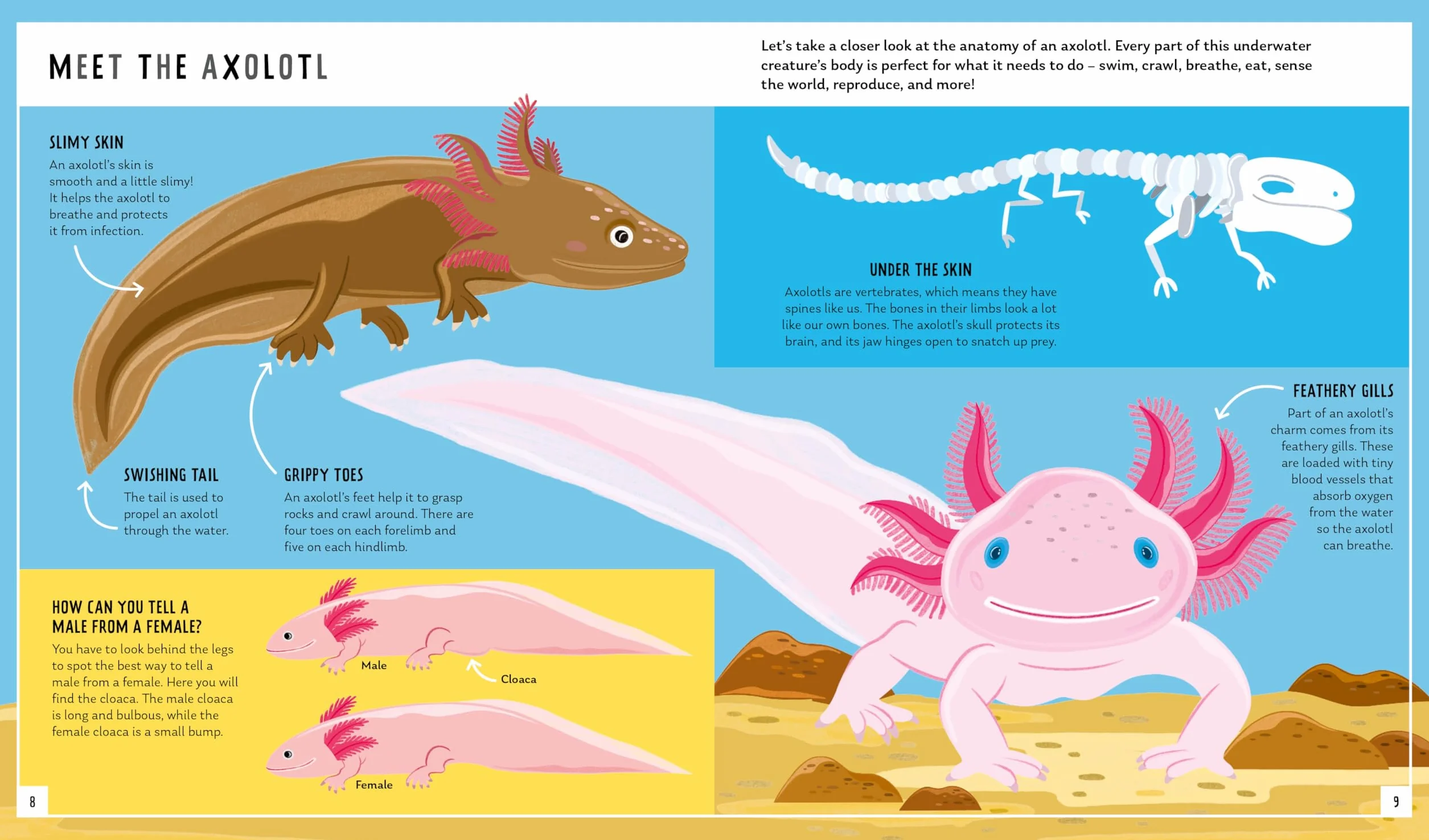 Axolotl (Young Zoologist): A First Field Guide to the Amphibian That Never Grows Up