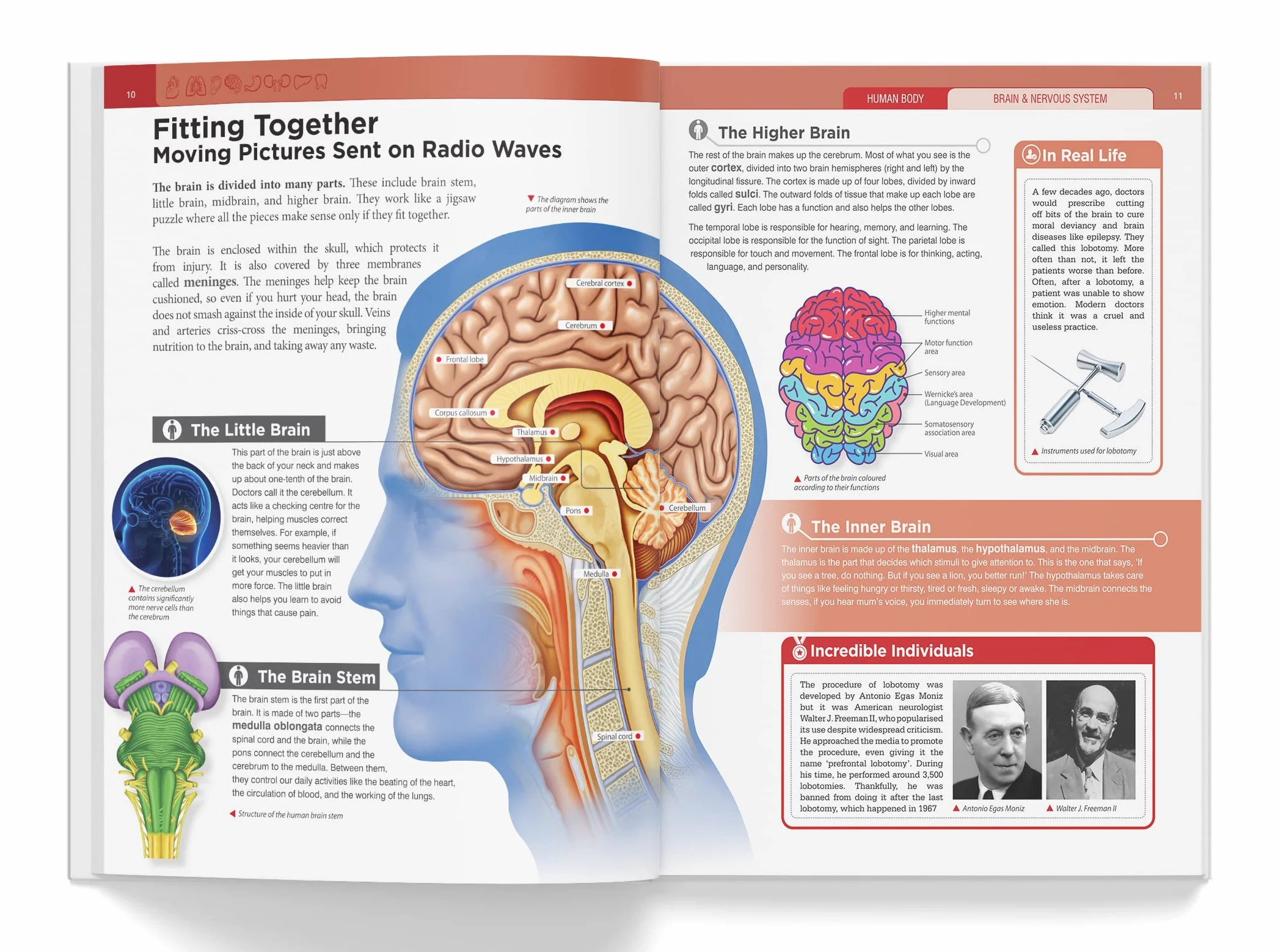 Knowledge Encyclopedia: Human Body