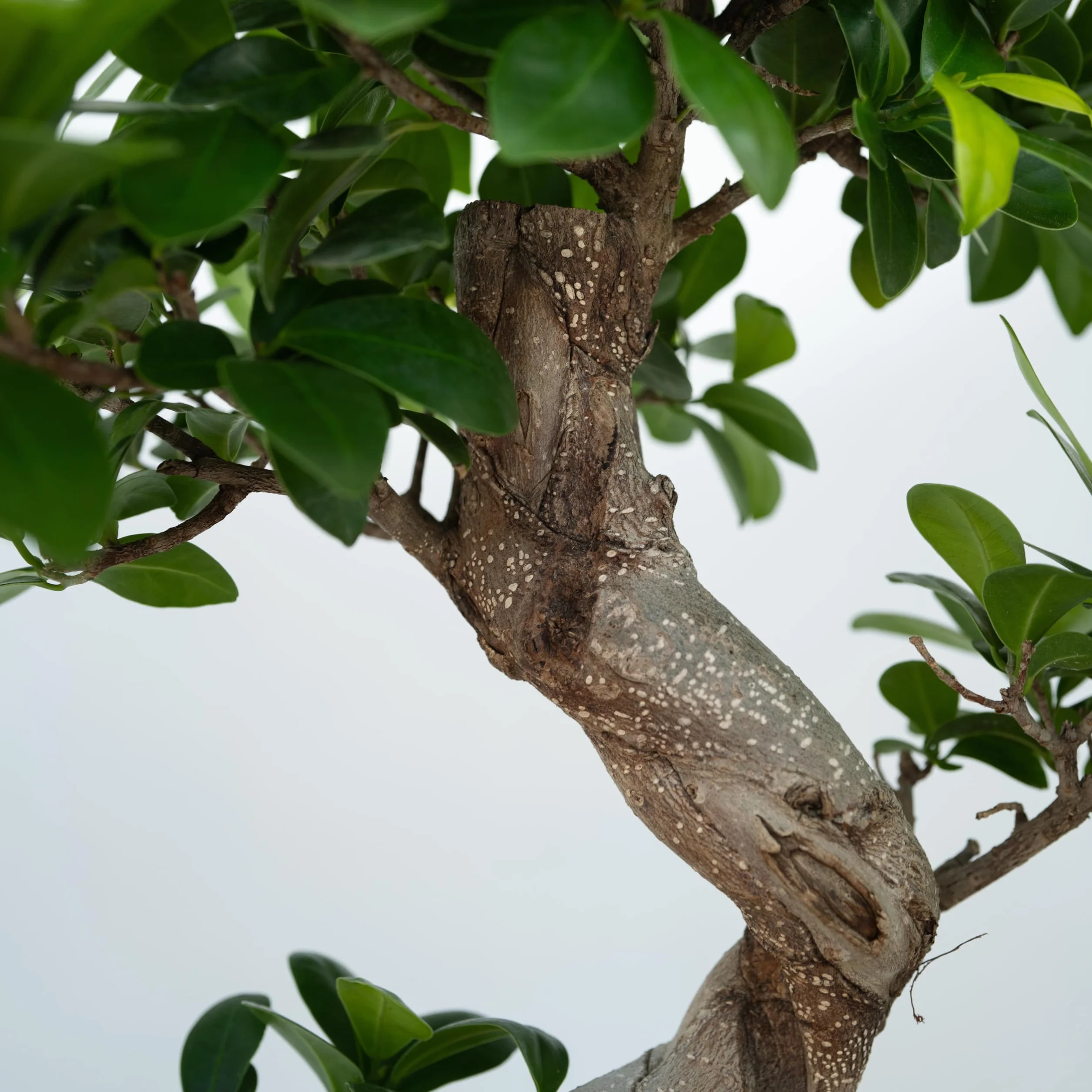 Plant in a Box - Ficus Ginseng S-Shape - Bonsai - Japański Bonsai - Doniczka 20cm - Wysokość 55-65cm