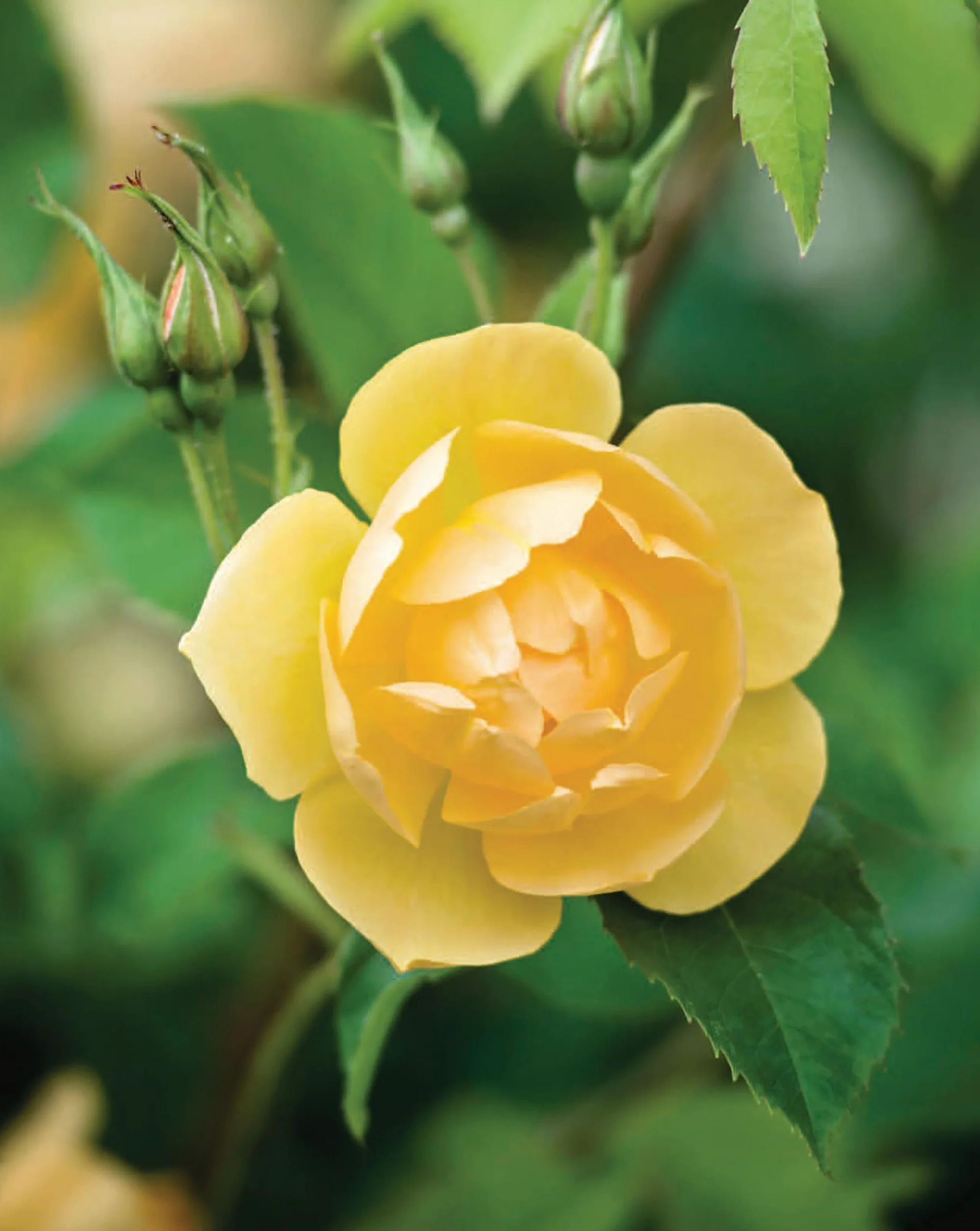 David Austin's English Roses