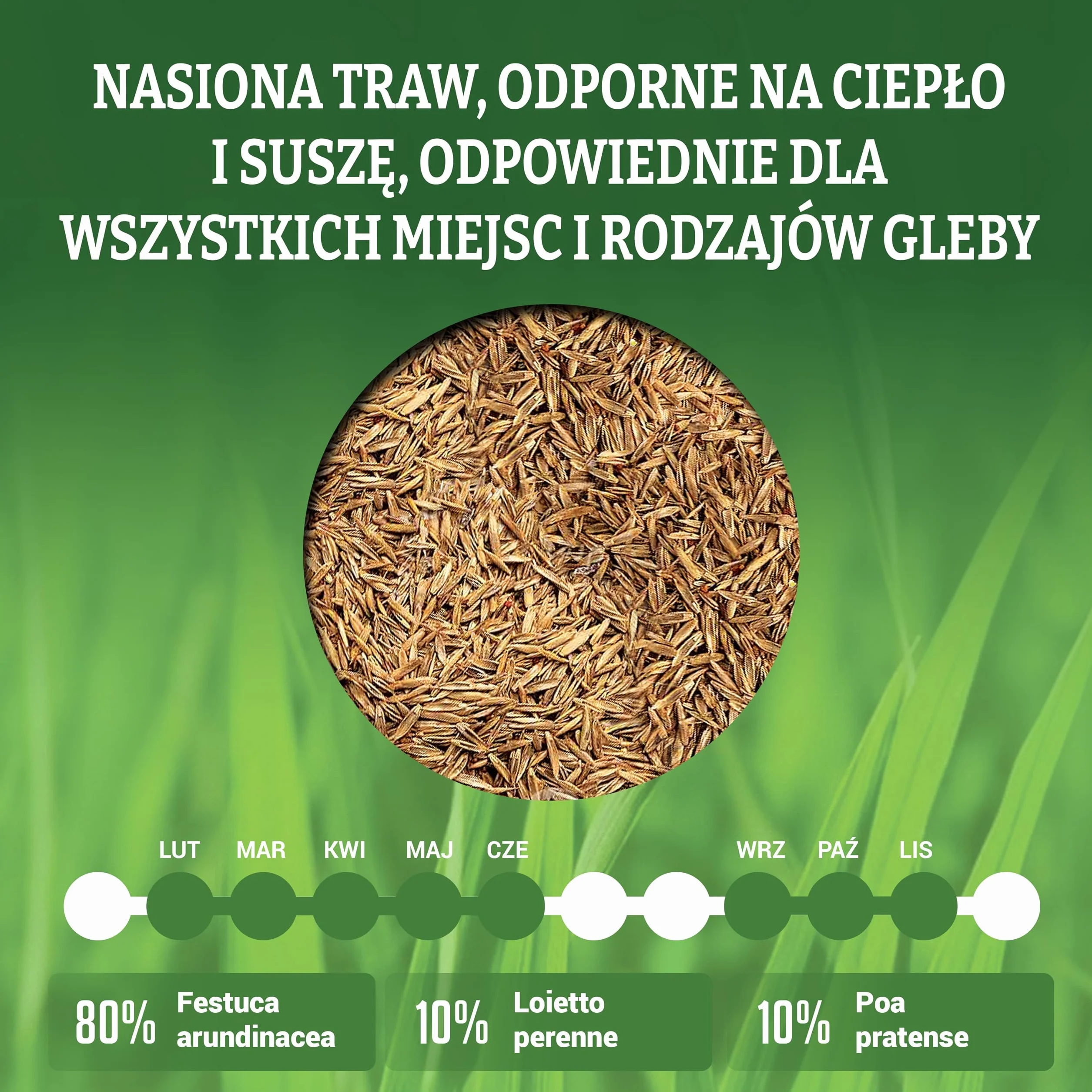 LERAVA Champion Nasiona Trawy odporne na suszę 30m² - trawnik o niskim zapotrzebowaniu na wodę - wytrzymały na deptanie - odpowiedni do wszystkich rodzajów gleby