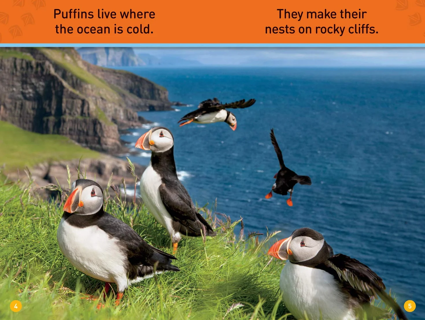 Puffins (Pre-Reader)