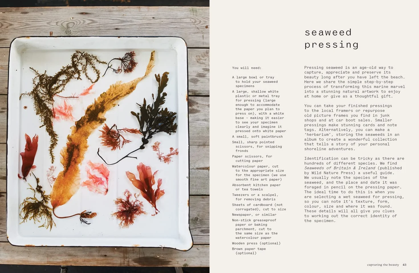 Seaweed: The sustainable guide to our oceans, with crafts, foraging, collecting and pressing