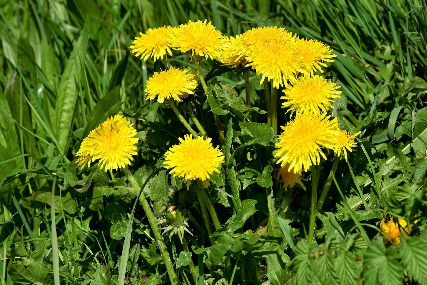 SAFLAX - Bio - Mniszek Lekarski - 400 Nasiona - Taraxacum officinale
