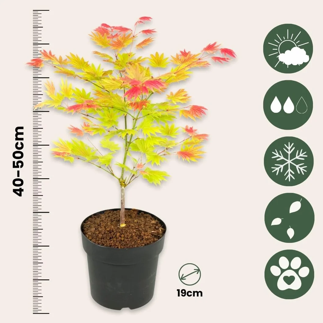 Plant in a Box - Acer palmatum 'Moonrise' - klon japoński Odporny na zimę - Doniczka 19cm - Wysokość 40-50cm