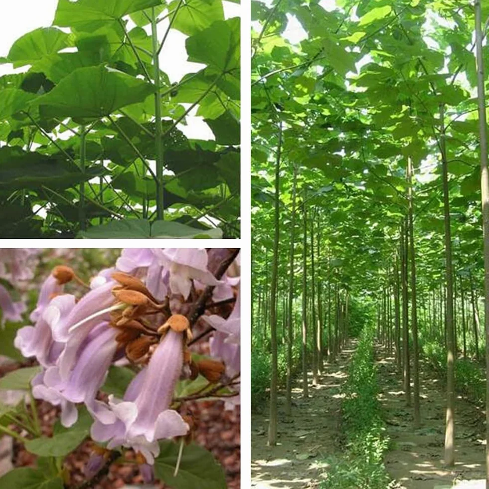 Saterkali Nasiona Paulownia Elongata, 100 szt. Nasiona Paulownia Elongata Las Szybko rosnące drzewo Roślina ogrodowa do domu Nasiona Paulowni