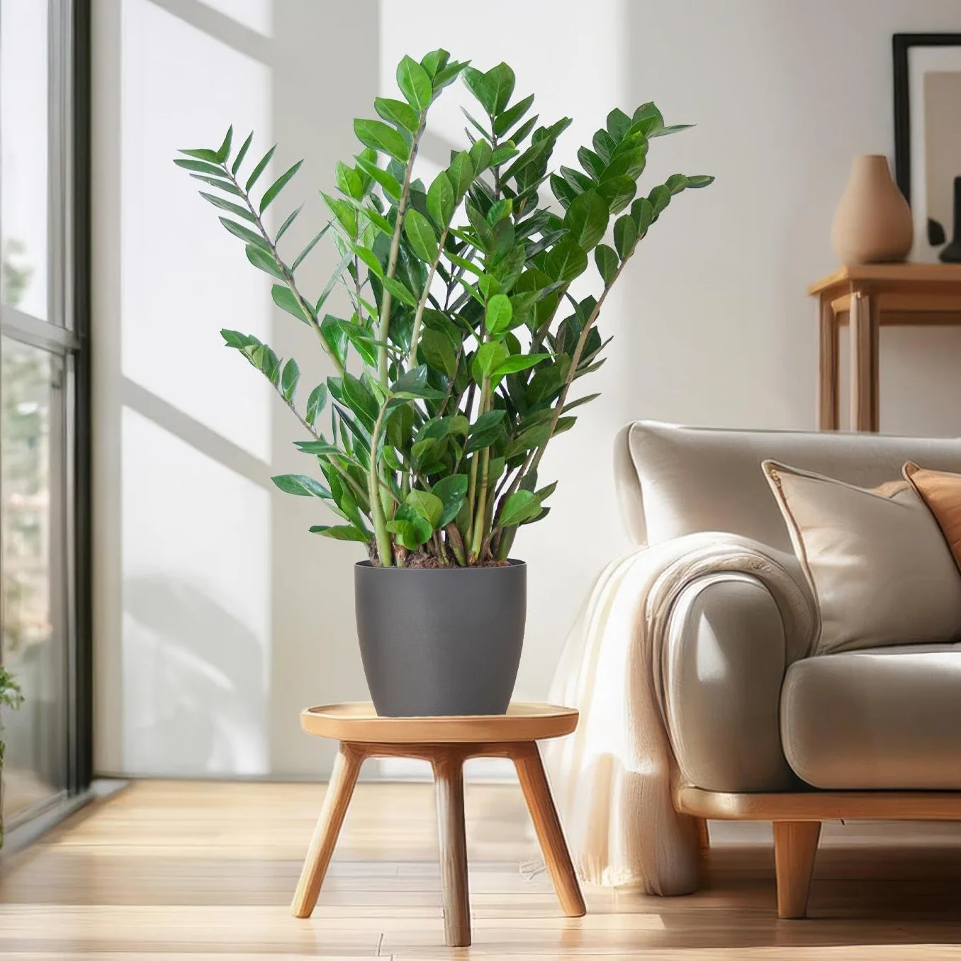 Zamioculcas Zamiifolia z Viber grey - 70-80cm - Ø21cm - Roślina doniczkowa - Zimozielony