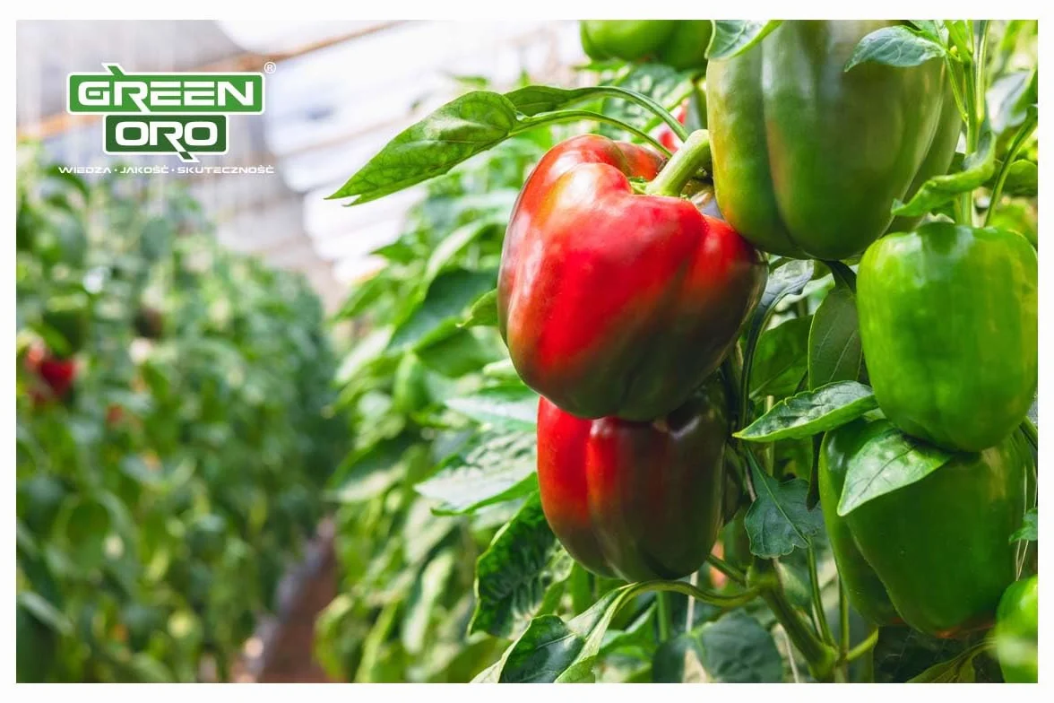 TOMATO POWER 1,5 KG – Specjalistyczny nawóż do pomidorów, papryki, cukinii, bakłażanów, ziemniaków, ogórków i dyni – Długotrwałe działanie do 100 dni